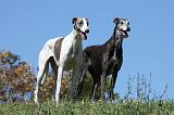 GREYHOUND 050